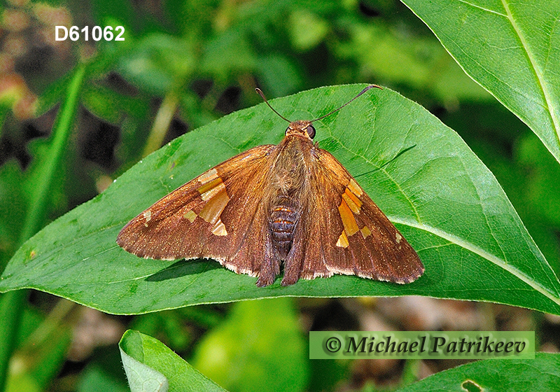 Silver-spotted Skipper (Epargyreus clarus)